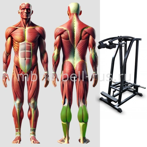 Голень стоя свободные веса MB 4.06 MB Barbell