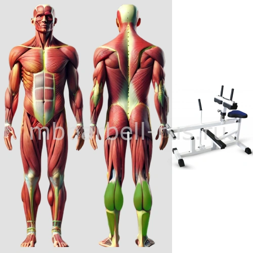 Голень сидя MB 4.10 MB Barbell
