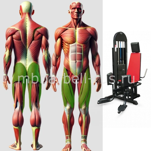 Сведение разведение ног MB 3.25 MB Barbell