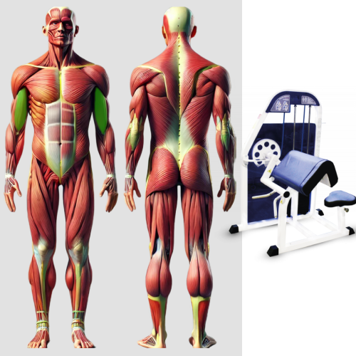 Бицепс машина MB 3.11 MB Barbell