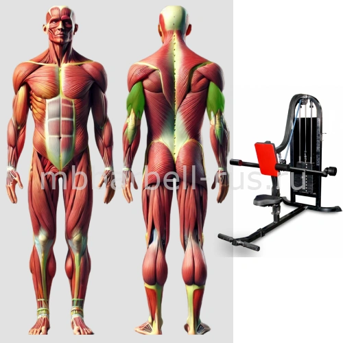 Трицепс. Жим вниз MB 3.24 MB Barbell