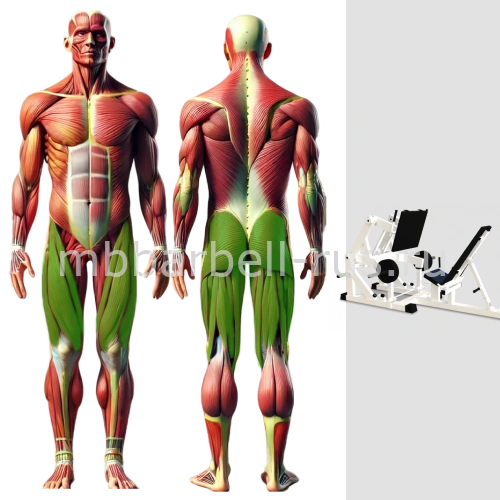 Жим ногами на свободных весах MB 4.07 MB Barbell