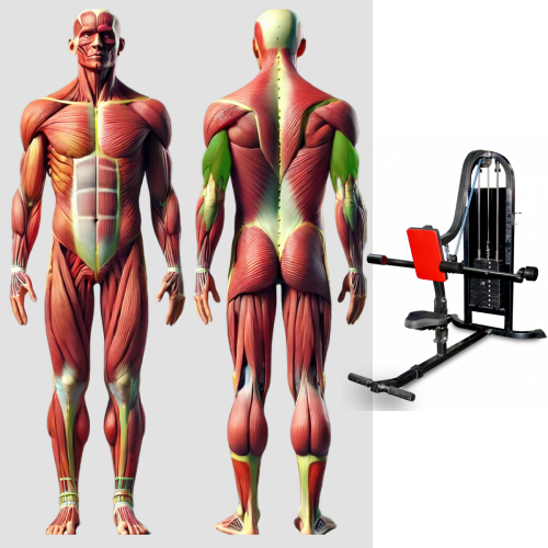 Трицепс. Жим вниз MB 3.24 MB Barbell