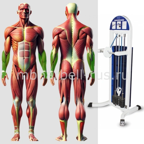 Кистевой тренажер MB 3.29 MB Barbell