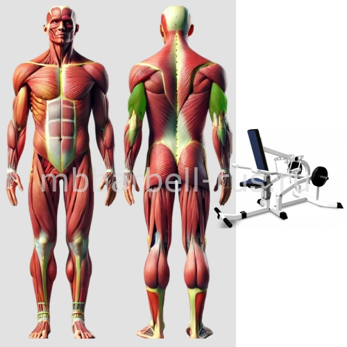 Трицепс MB 4.04 MB Barbell