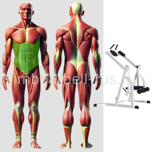 Нижний пресс свободные веса MB 4.05 MB Barbell