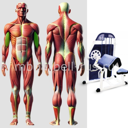 Бицепс машина MB 3.11 MB Barbell