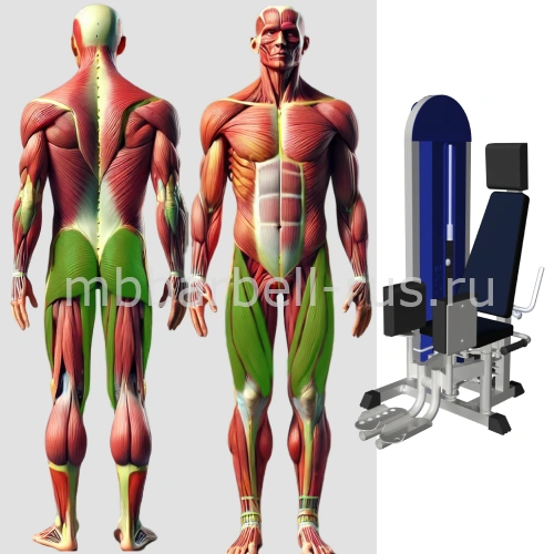 Сведение разведение ног MB 3.25 N MB Barbell