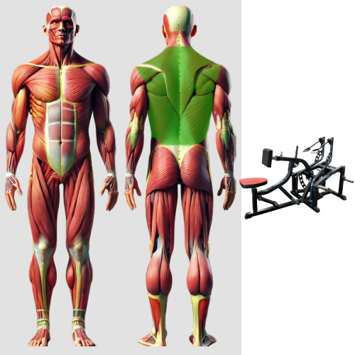 Тяга на себя с упором в грудь свободные веса MB 4.11 MB Barbell