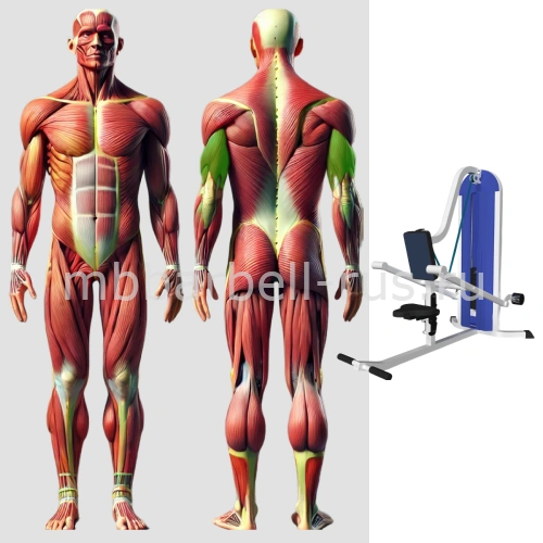 Трицепс. Жим вниз MB 3.24 N MB Barbell