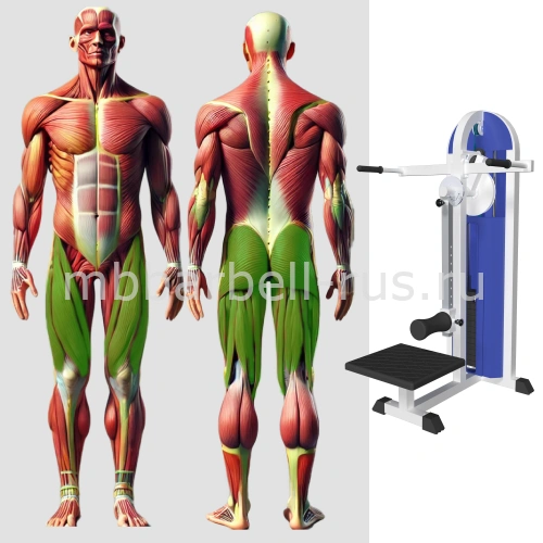 Отведение приведение бедра стоя MB 3.13 N MB Barbell