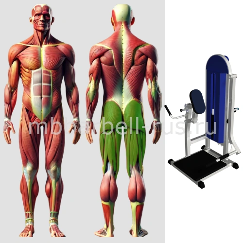 Тренажёр для ягодичных мышц в наклоне MB 3.07 N MB Barbell