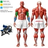 Бицепс машина MB 4.01 MB Barbell