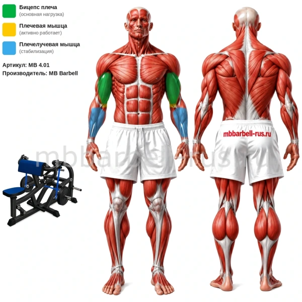 Бицепс машина MB 4.01 MB Barbell