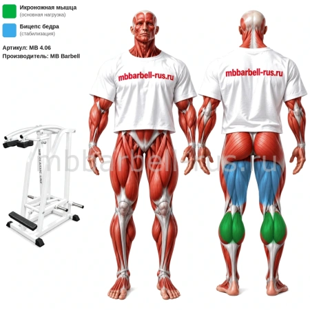 Голень стоя свободные веса MB 4.06 MB Barbell