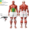 Пресс машина, скручивание свободные веса MB 4.14 MB Barbell