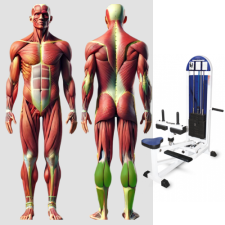 Голень сидя MB 3.27 MB Barbell