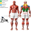 Т-образная тяга с упором в грудь свободные веса MB 4.29 MB Barbell