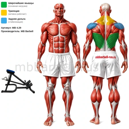 Т-образная тяга с упором в грудь свободные веса MB 4.29 MB Barbell