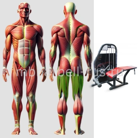 Сгибание ног лежа MB 3.21 MB Barbell