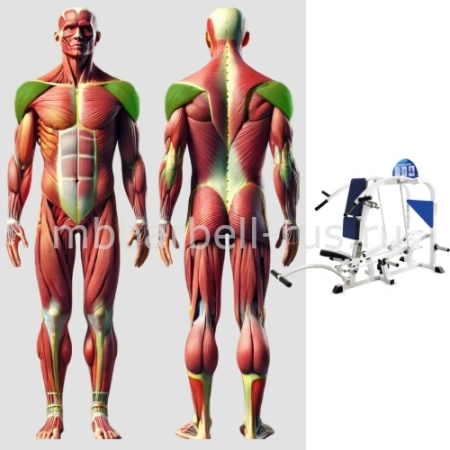 Жим вверх свободные веса MB 4.03 MB Barbell