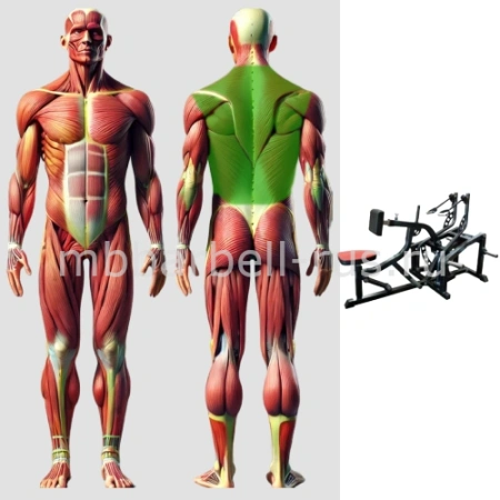Тяга на себя с упором в грудь свободные веса MB 4.11 MB Barbell