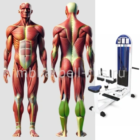 Голень сидя MB 3.27 MB Barbell