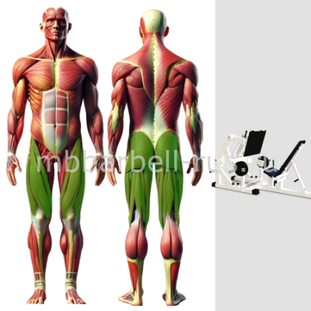 Жим ногами на свободных весах MB 4.07 MB Barbell