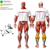 Голень сидя MB 4.10 MB Barbell