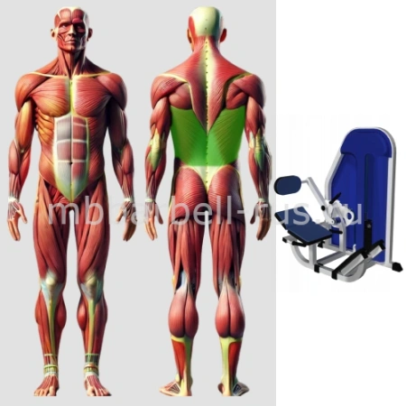 Разгибатель спины MB 3.17 N MB Barbell