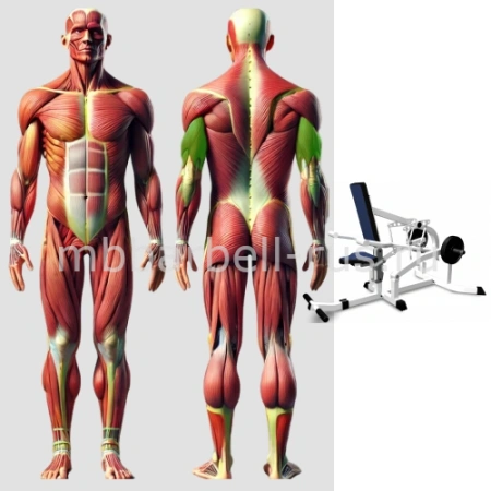 Трицепс MB 4.04 MB Barbell