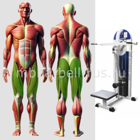 Отведение приведение бедра стоя MB 3.13 MB Barbell