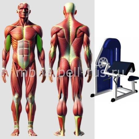 Бицепс машина MB 3.11 N MB Barbell