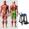 Гиперэкстензия обратная на свободных весах MB 4.08 MB Barbell