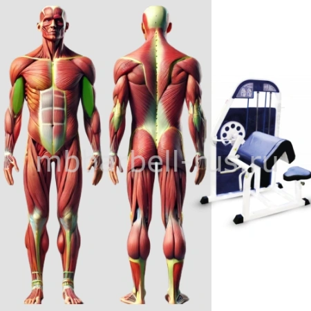 Бицепс машина MB 3.11 MB Barbell