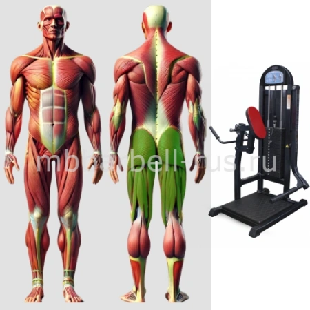 Тренажёр для ягодичных мышц в наклоне MB 3.07 MB Barbell