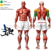 Трицепс MB 4.04 MB Barbell