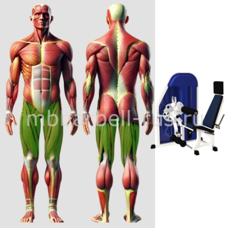 Сгибание разгибание ног MB 3.01 N MB Barbell